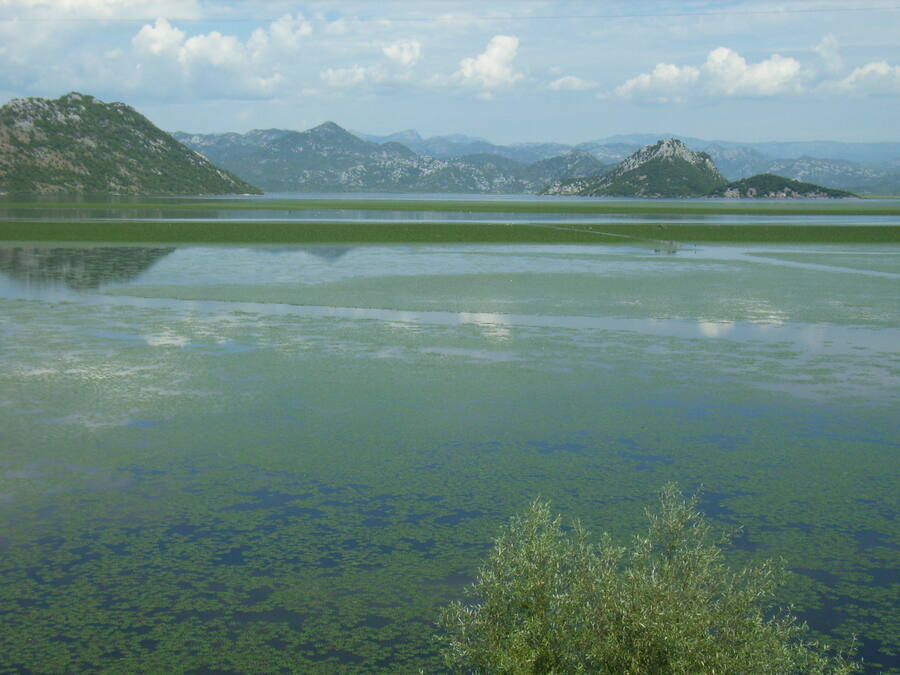 Скадарское озеро, Черногория